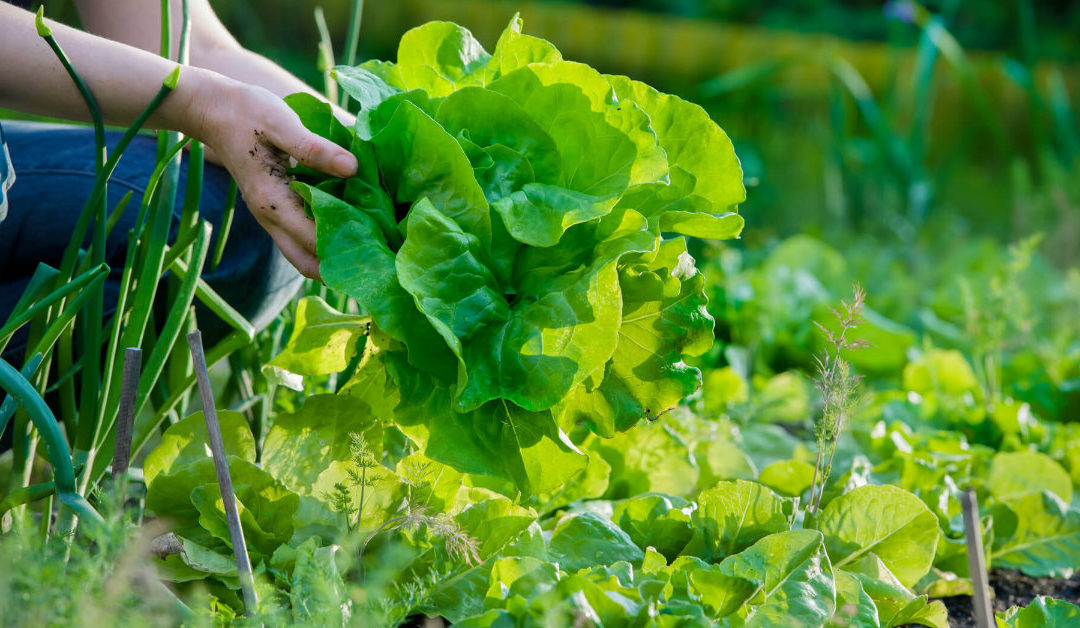 Aprenda como montar uma horta no jardim da sua casa com essas 6 dicas