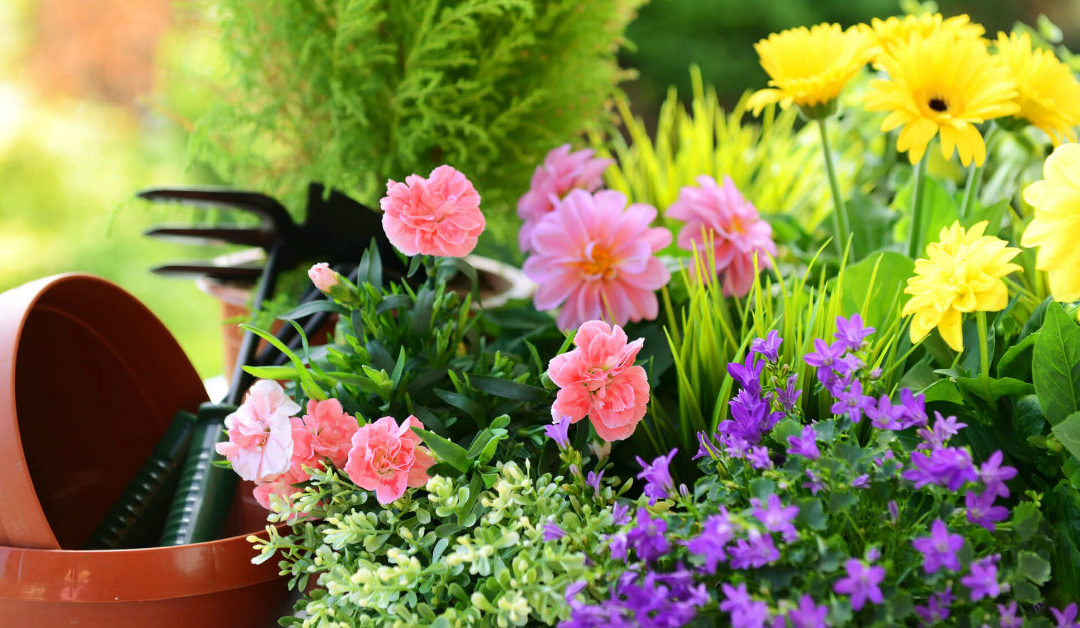 Ferramentas de jardim: 6 dicas incríveis de como plantar flores