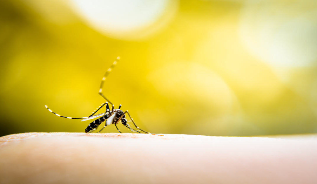 Como combater o mosquito da dengue, zika e chikungunya em casa?